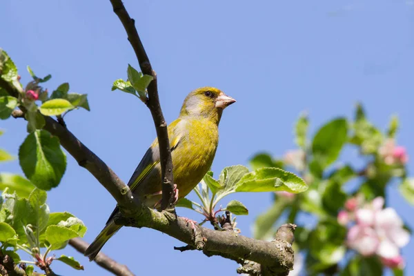 Ein Grünfink Sitzt Einem Blühenden Baum Grünfink Einem Blühenden Baum — Stockfoto