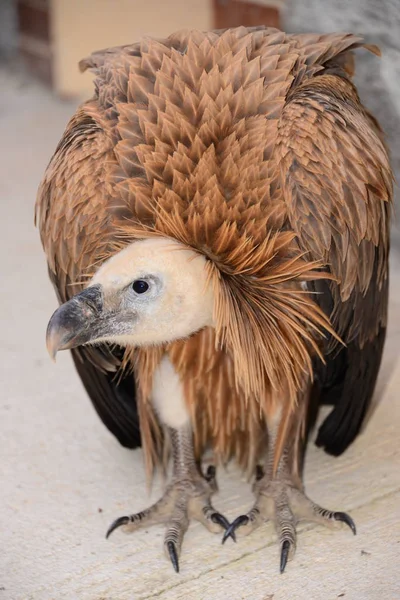 Griffon Vultures Spain — Stock Photo, Image