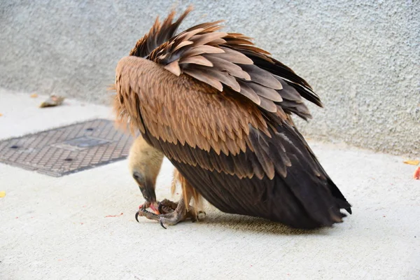 Picturesque Bird Theme Shot — Stock Photo, Image