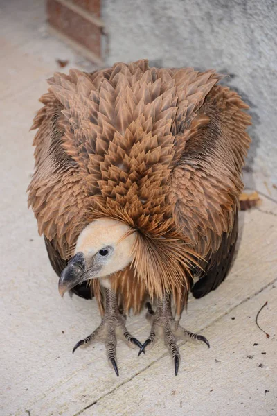 Gänsegeier Spanien — Stockfoto