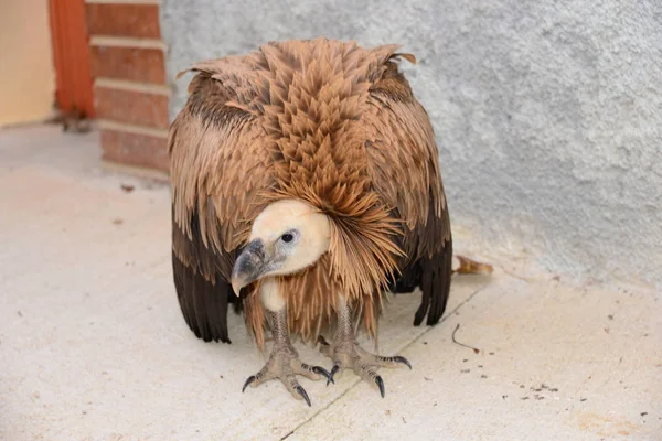 Griffon Vulture Spanien — Stockfoto