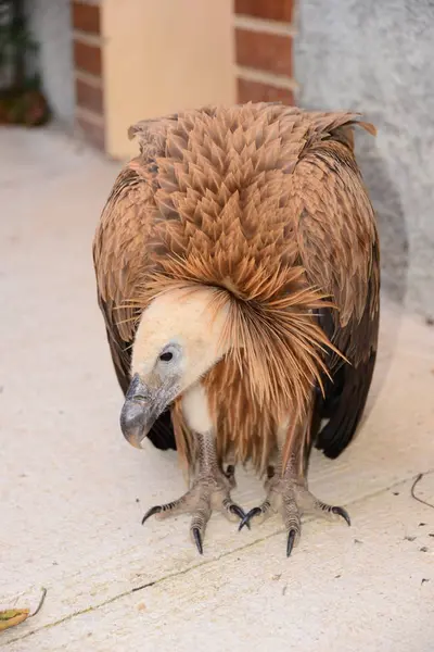 Goose Vultures Spain — Stock Photo, Image