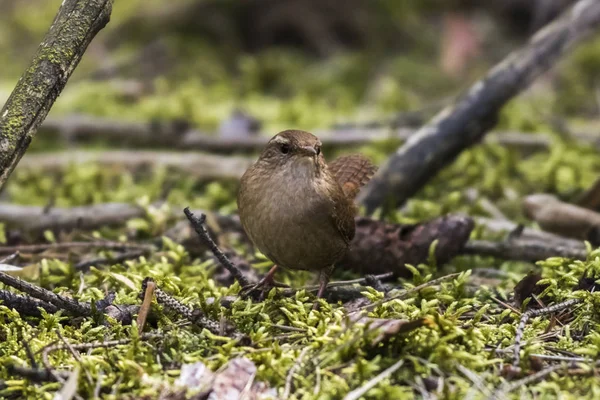 Wren Sur Sol Forêt — Photo