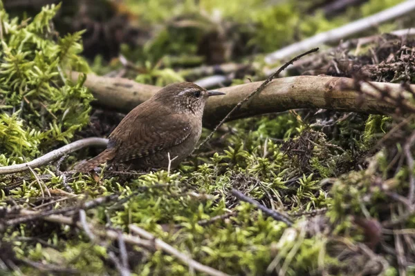 Wren Forest Floor — стоковое фото