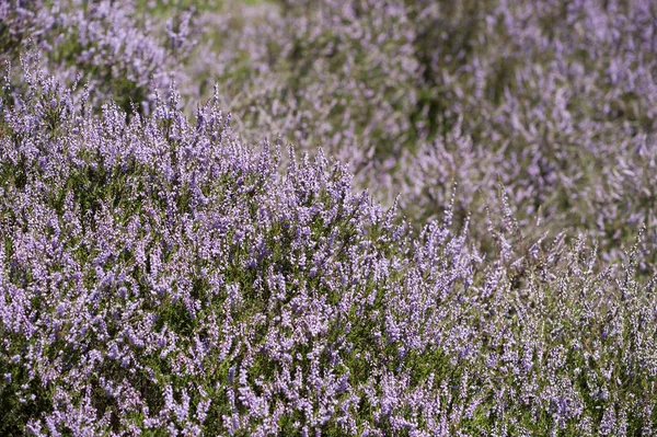 紫色荒原上的花朵 — 图库照片