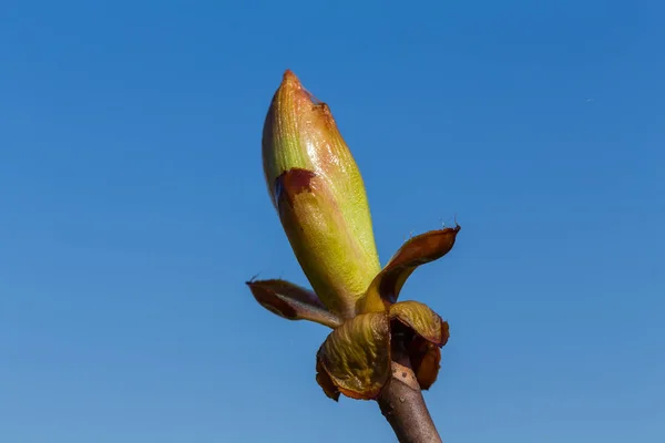 Buds Castanha Uma Árvore Tempo Primavera — Fotografia de Stock
