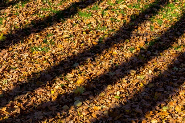 Резкие Тени Фоне Опавших Листьев Осеннего Леса — стоковое фото