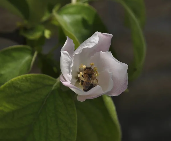 Jeden Květ Jabloně Bee Detail — Stock fotografie