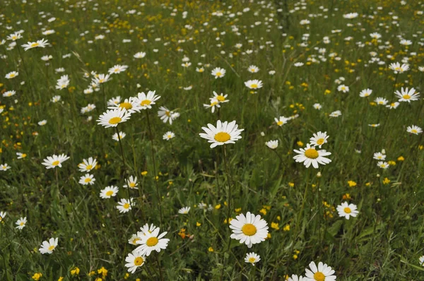 Weiße Kleine Gänseblümchen Einem Grünen Feld Heller Tag — Stockfoto