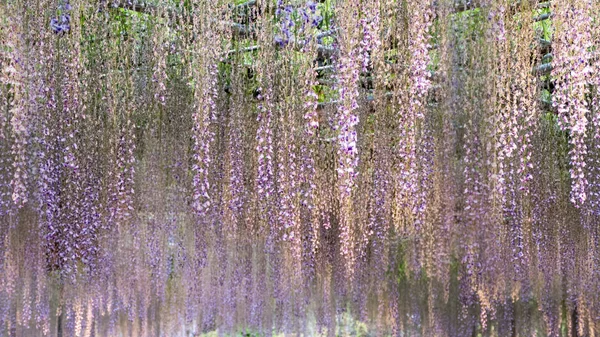 Belle Série Fleurs Printanières Treillis Glycine Dans Jardin — Photo