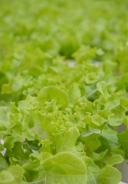 Hydroponic Green Oak Leaf Lettuce Vegetables Plantation Aquaponics System — Stock Photo, Image
