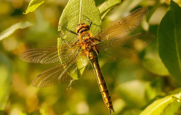 Emerald Dragonfly Green Leaf Macro — Foto de Stock