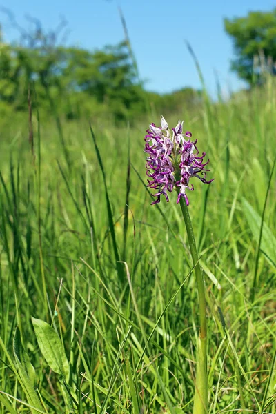 blooming monkey weary weed orchis simia on semi-dry turf
