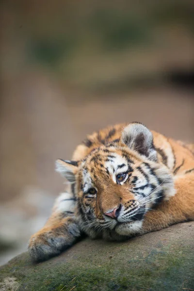 Bonito Filhote Tigre Descansando Preguiçosamente — Fotografia de Stock