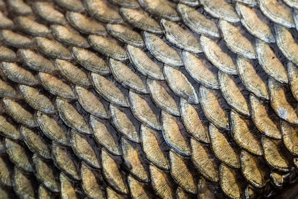 Pesce Carpa Squame Grunge Texture Back Ground — Foto Stock