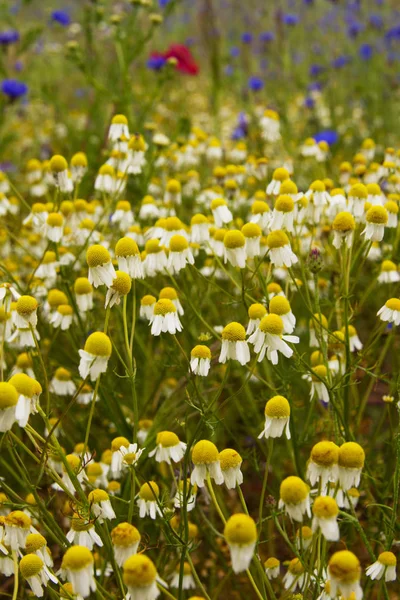 Petali Fiori Camomilla Flora Del Campo — Foto Stock