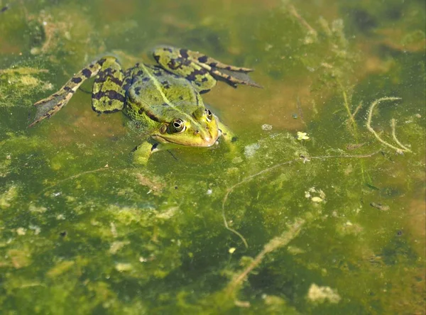 Grenouille Amphibien Étang Animal — Photo