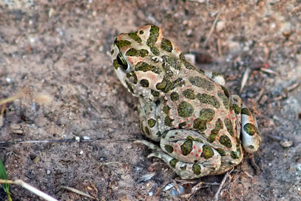 Bufo Viridis Green Toad — Stock Photo, Image