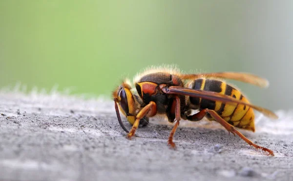 Close Bug Natureza Selvagem — Fotografia de Stock