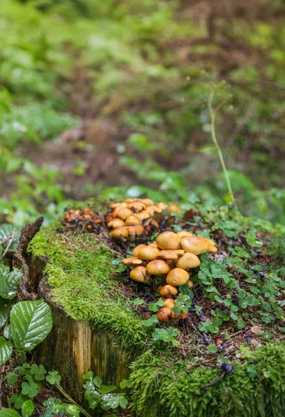 Familj Honungssvamp Gammal Stubbe Skogen Efter Regnet Stumpen Täckt Med — Stockfoto