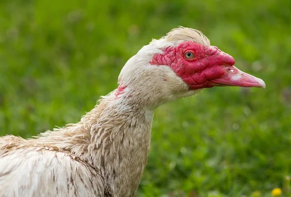 Portret Van Een Mannelijke Wrat Eend Portret Van Een Mannelijke — Stockfoto