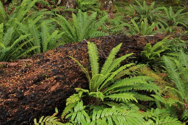 Flora Típica Nueva Zelanda Helechos Tronco Árbol —  Fotos de Stock