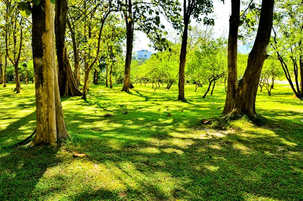 Şehir Parkında Yeşil Çimen — Stok fotoğraf