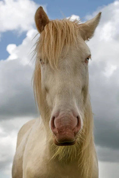 Tinker Cremello Porträtt — Stockfoto