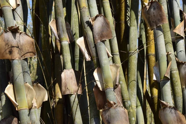 Bamboo Sticks Close — Stock Photo, Image