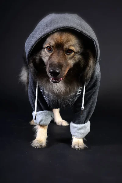 Cool Dog Hooded Hoodie Keeshond Keeshond — Stock Photo, Image