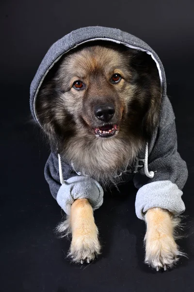 Cool Hund Huva Luvtröja Keeshond Keeshond — Stockfoto