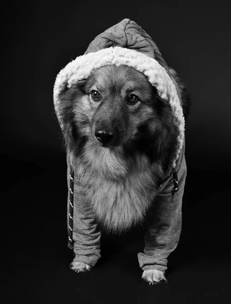 クールな犬フードパーカーキーズド秒 — ストック写真