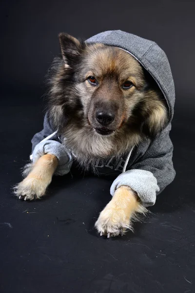 Cool Hund Huva Luvtröja Keeshond Keeshond — Stockfoto