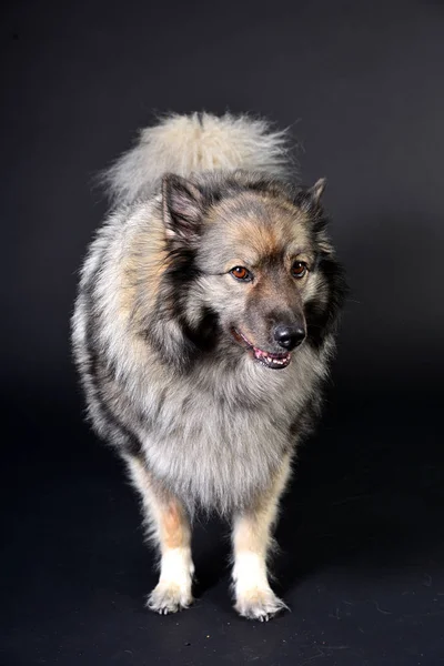 Coole Hond Capuchon Hoodie Keeshond Keeshond — Stockfoto