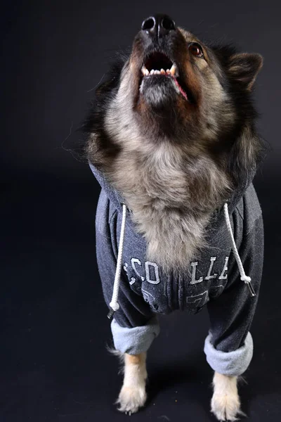 Cool Hund Huva Luvtröja Keeshond Keeshond — Stockfoto