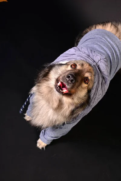 Cool Dog Hooded Hoodie Keeshond Keeshond — Stock Photo, Image