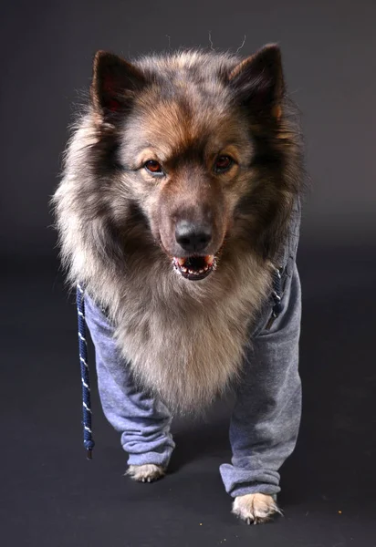 cool dog hooded hoodie keeshond keeshond