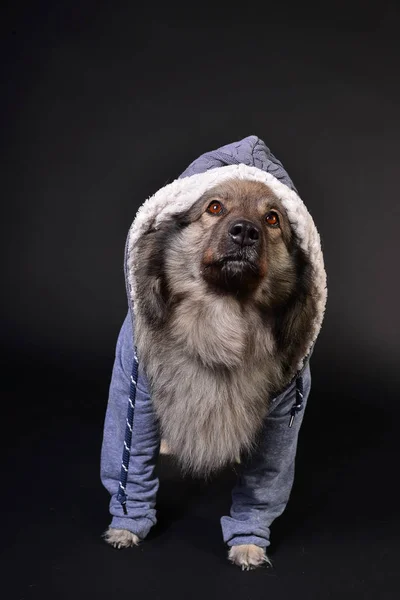 Fresco Cão Encapuzado Hoodie Keeshond Keeshond — Fotografia de Stock