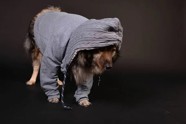 Cool Dog Hooded Hoodie Keeshond Keeshond — Stock Photo, Image