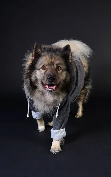 Κουλ Hoodie Keeshond Keeshond Κουκούλα Σκύλου — Φωτογραφία Αρχείου