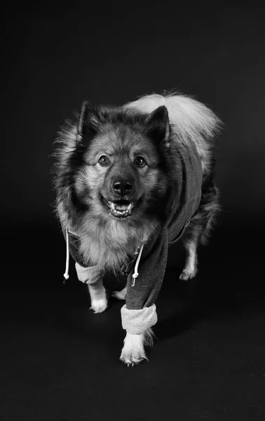 Κουλ Hoodie Keeshond Keeshond Κουκούλα Σκύλου — Φωτογραφία Αρχείου