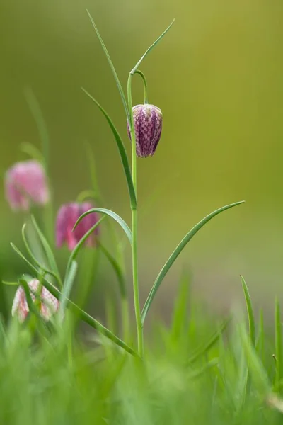 group of chess flowers / group of fritillaria meleagris