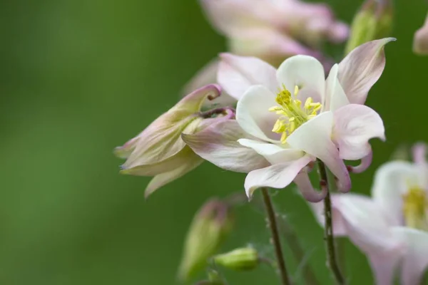 Růžové Akeleien Růžové Kolumbie — Stock fotografie