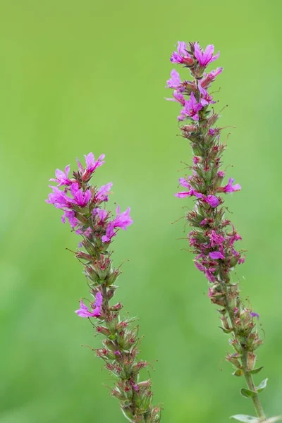 Common Loosestrife Lythrum Salicaria — Stock Photo, Image