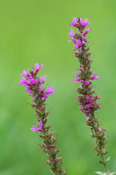 Közönséges Lazulás Lythrum Salicaria — Stock Fotó