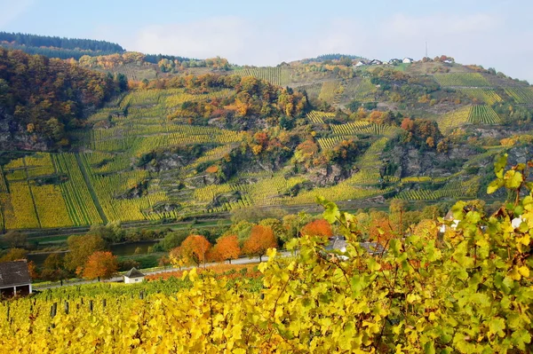 Vinhedos Caldeira Íngreme Mullay Hofberg Moselle — Fotografia de Stock