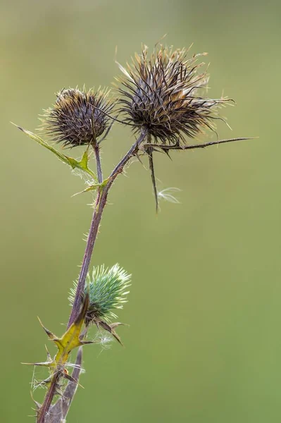 Faded Common Thistle Withered Cirsium Vulgare — Stock Photo, Image