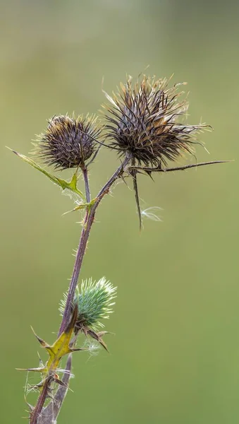 Faded Common Thistle Withered Cirsium Vulgare — Stock Photo, Image