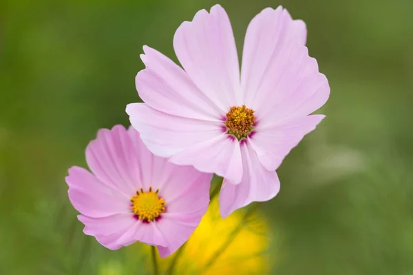 Schmuckkörbe Kosmos Bipinnatus — Stockfoto