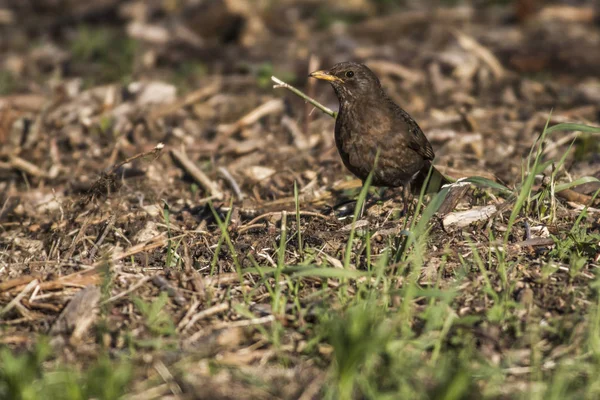 Merle Noir Observation Des Oiseaux Dans Nature — Photo